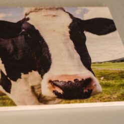 Kuh Portrait Birke Multiplex Holudruck als Weihnachtsgeschenk